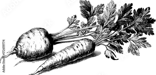 Vintage engraving of root vegetables featuring carrot and leaves for retro design