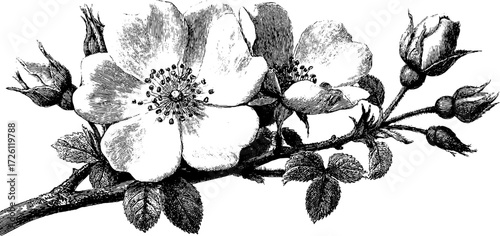 Vintage rose collection: engraved depiction of climbing roses for design and decor