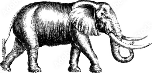 Engraved elephant illustration in savanna setting for nature-inspired designs