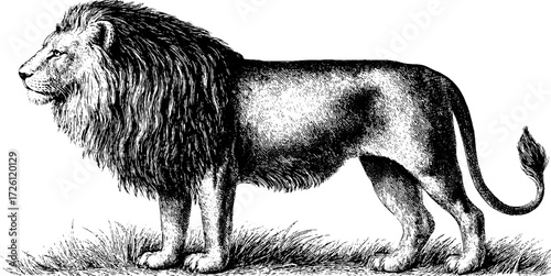 Vintage engraving of a lion in side profile featuring savanna animal art