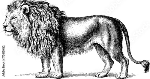Majestic lion in side profile in engraving style for design and decor