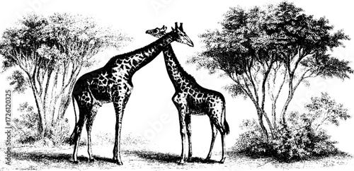 Vintage savanna scene featuring hand-drawn giraffes with trees