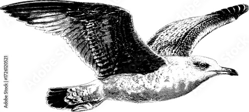 Vintage engraving illustration of a seagull in flight, detailed coastal bird design in classic monochrome style.

