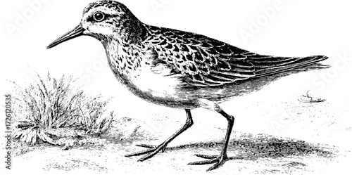 Vintage etching of a sandpiper bird walking on shoreline