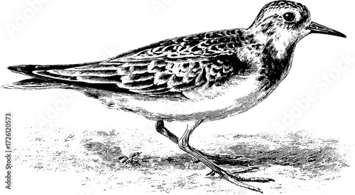 Vintage etched sandpiper walking on shoreline hand drawn for nature appreciation