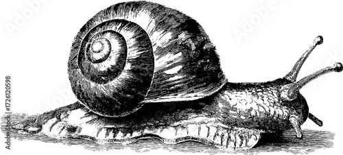 Vintage engraving style garden snail illustration for nature and wildlife design