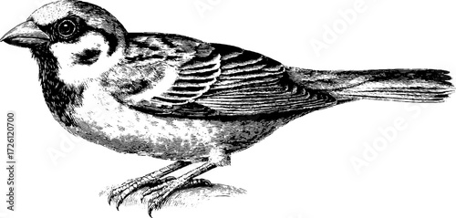 Vintage engraving of sparrow perched on branch – hand-drawn bird sketch for nature lovers