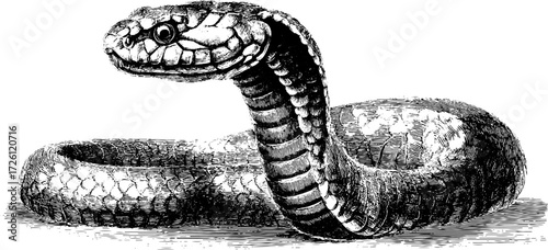 Engraving style illustration of a cobra in vintage silhouette design for posters and cards
