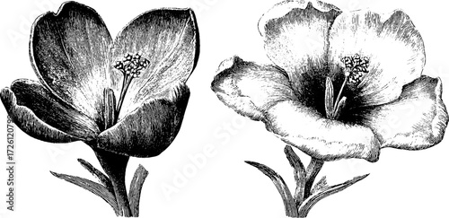 Elegant spring crocus flowers in vintage engraving style