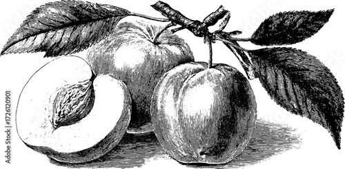 Vintage engraving of stone fruits featuring whole and half plum for retro design