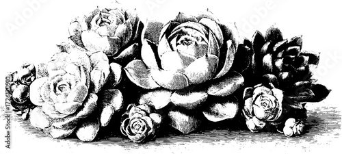 Vintage engraving of succulent plants - hand-drawn botanical art for retro design