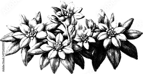 Vintage engraved illustration of succulent plants for botanical design