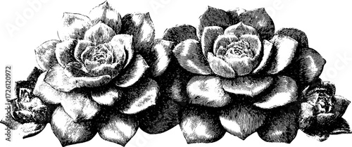 Vintage echeveria succulent plants in engraving style for retro decor