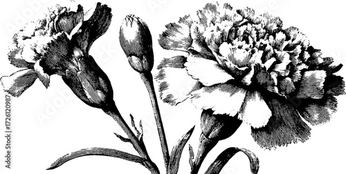 Vintage engraved marigold illustration for summer floral design