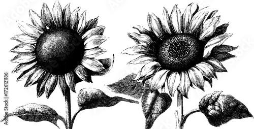 Vintage sunflower heads in engraving style for summer floral design