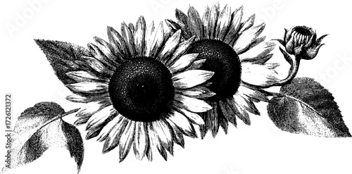 Vintage engraving of sunflower heads for botanical design and retro decor