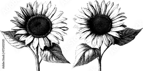 Vintage engraved sunflower heads sketch for botanical art design
