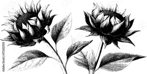 Vintage etched sunflower heads depiction for botanical design