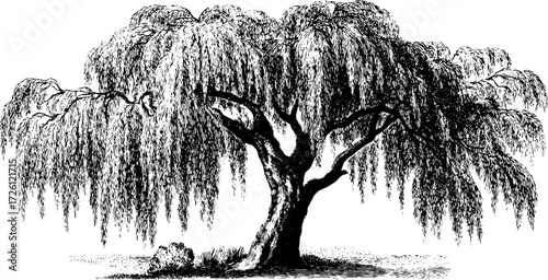 Vintage engraving style willow tree silhouette for art and design