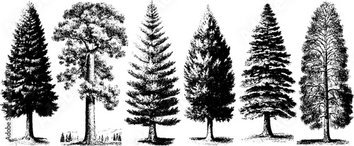 Vintage pine tree silhouettes hand drawn etching for retro design and nature lovers