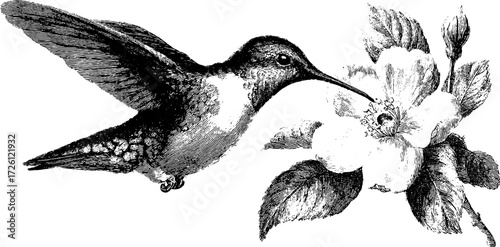 Vintage hummingbird hovering at blossom in engraving style for nature design