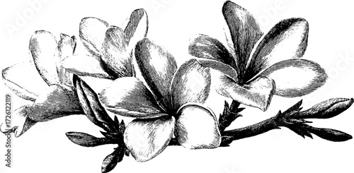 Vintage etching of frangipani flowers with intricate detail