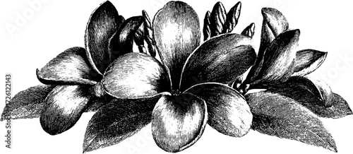 Etched frangipani design in vintage style for floral decor and art projects
