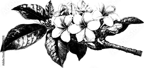 Vintage hand-drawn etching of plumeria flowers and leaves in tropical style for botanical designs