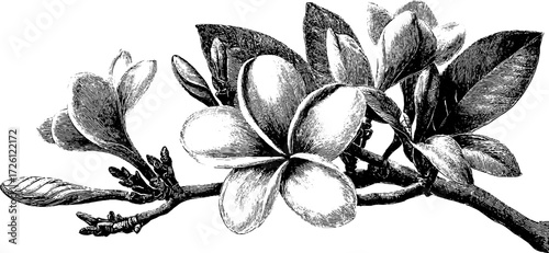 Vintage tropical frangipani floral silhouette for art and design