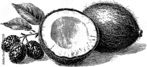 Tropical fruits in engraving style featuring coconut and mulberries