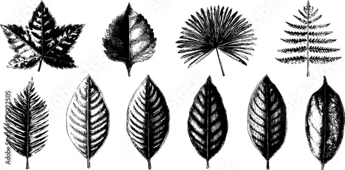Tropical leaves engraving featuring fernlike patterns for retro botanical design