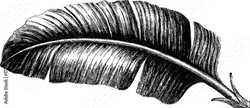 Vintage engraving of tropical banana leaf for botanical design