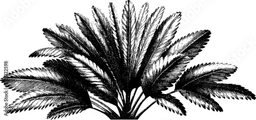 Tropical palm leaves etched artwork depicting exotic foliage for botanical design