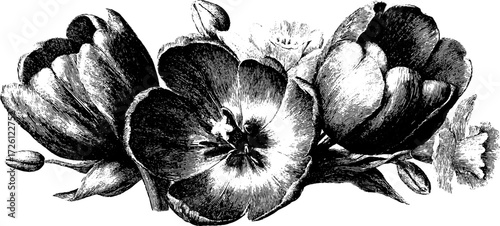 Vintage tulips and daffodils bouquet in engraving style for floral design