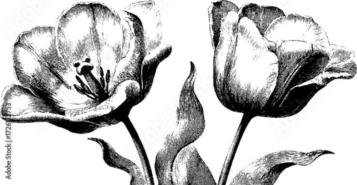 Vintage tulips and daffodils bloom in engraving style for retro design