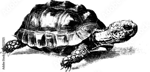 Vintage hand drawn turtles and tortoises engraving for nature and wildlife design