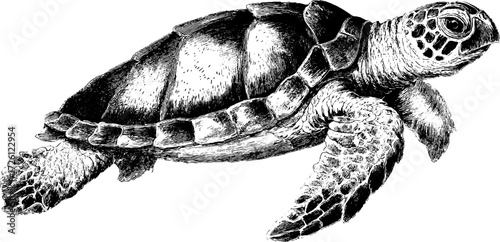 Vintage sea turtle engraving silhouette design for nature lovers