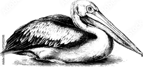 Vintage engraving of waterfowl pelican silhouette for artistic design and decor