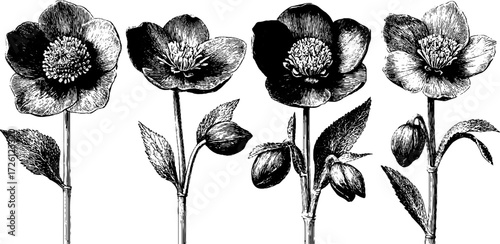 Winter blooms engraving: hellebore flowers in vintage style for botanical design