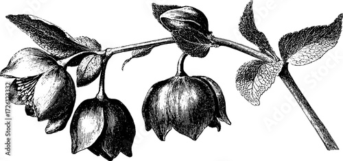 Elegant winter blossoms: engraving style hellebore bloom for vintage design