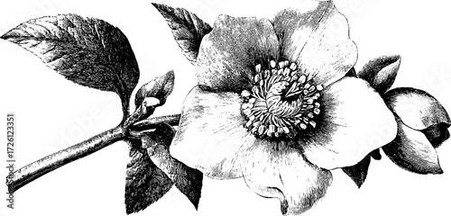 Winter blossoms in engraving style: hellebore bloom for vintage design