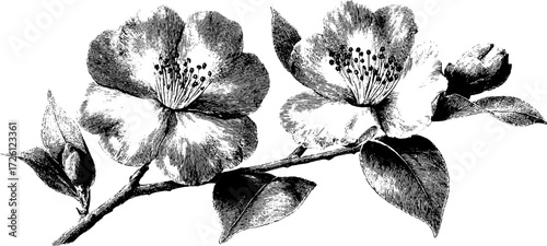 Winter blossoms: etched camellia flower branch depiction for art and decor