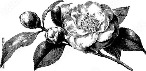 Winter blossoms: etched camellia flower design for decor and prints