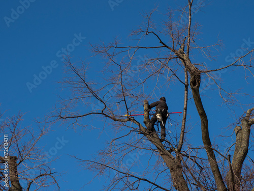 a man cuts the branches of a tree at a height, pruning branches