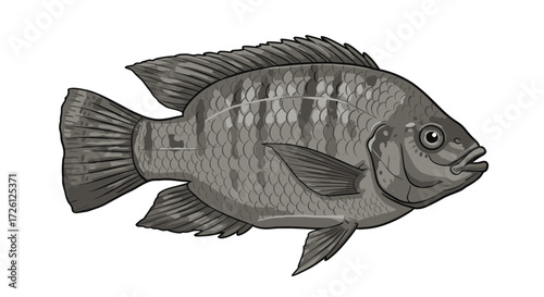 Isolated vector illustration of a gray tilapia fish swimming, perfect for educational materials, seafood menus, or aquatic-themed graphic design projects.