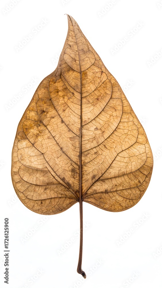 Obraz premium Dried leaf isolated on white