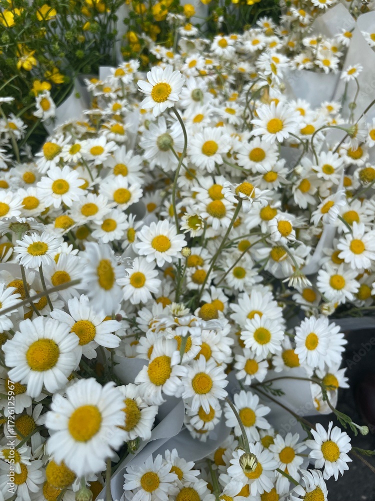 Obraz premium Fresh white daisies with yellow centers in bloom
