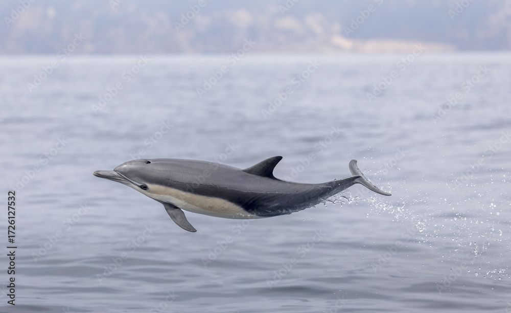 Obraz premium dolphin jumping out of water, short beaked common dolphin, Anacapa Island, California 
