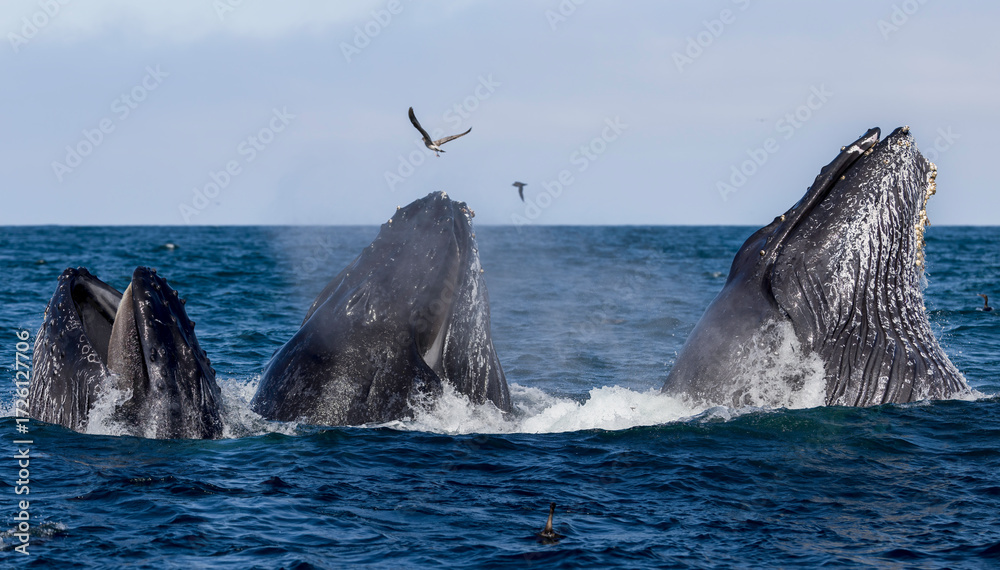 Fototapeta premium lunge feeding humpbacks, Santa Barbara 