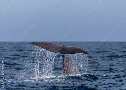sperm whale fluke, tail, Laguna Beach